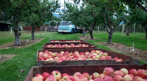 Okanagan fruit growers get $5M in funding to protect their crops from extreme weather