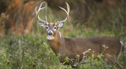 BC preparing for targeted removal of deer in the Kootenays amid chronic wasting disease outbreak